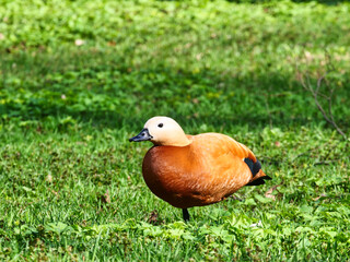 Mandarin duck stands on the green grass