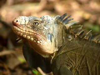 Iguane de l'îlet chancel en Martinique 