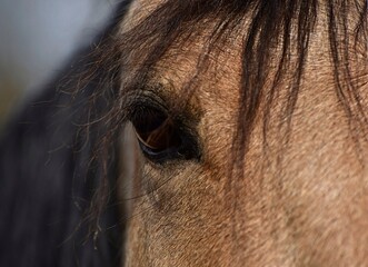 Buckskin horse head close-up