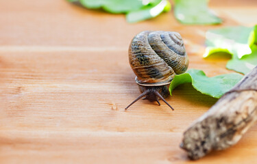 Large domestic snail, unusual pets . Keeping snails at home. Copy space. Close-up.