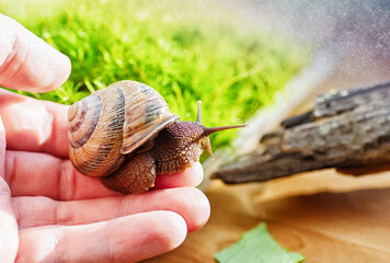 Domestic snail in a female hand. Large domestic snail, unusual pets . Keeping snails at home. Close-up.