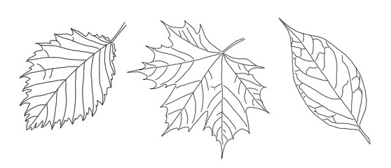 black outline of veined leaves isolated on a white background