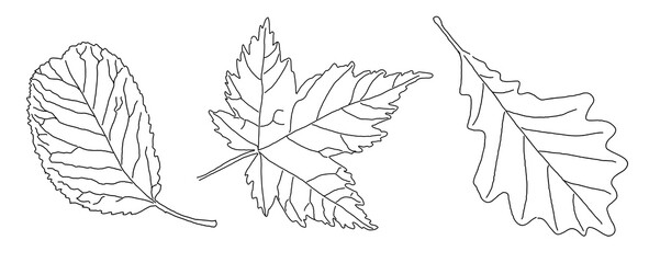 black outline of veined leaves isolated on a white background. vector EPS