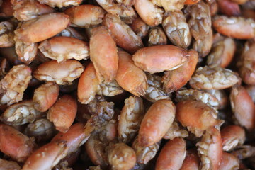 fried mole crabs