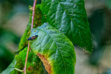 Larva of Asian ladybug on green leaf