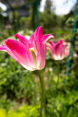 Fototapeta premium Spring garden