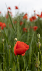 red poppy flower
