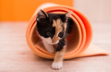 colorful kitten playing with orange yoga mat
