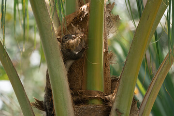 Ardilla en palmera