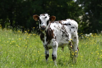 Vache normande