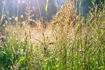 Morning dew on green grass and colorful flowers.