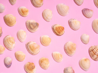 Sea shells pattern on pink background. Flat lay, top view.