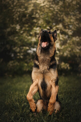 east european shepherd dog german shepherd on the background of a blossoming tree trick howl sing bark
