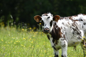 Vache normande