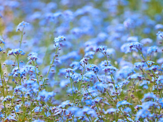 Blue forget me not flowers blooming.