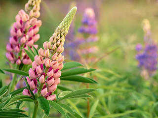 Lupin flowers blooms in the field.