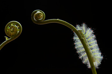 Unique Caterpillar From Borneo Island