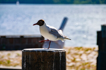 Vogel auf einem Bein