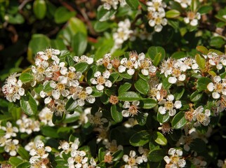 small,white flowers of Cotoneaster horizontalis bush at spring