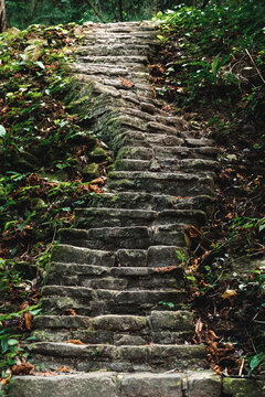 escaleras en la selva