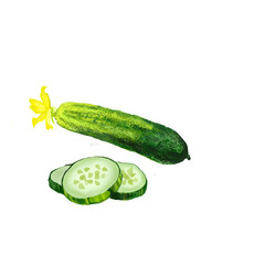 Fresh cucumber, flower and slices isolated. Cucumis sativus is widely cultivated plant in gourd family. Creeping vine bears cylindrical fruits. Used as culinary vegetables, in cosmetics. Digital art.