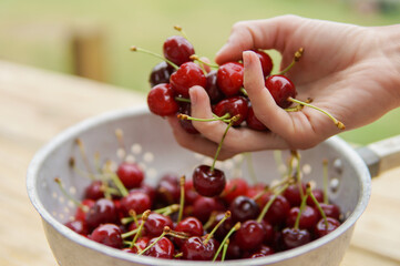 bowl of cherries