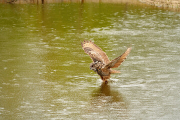 Detailed close up of a wild eagle owl. The bird of prey starts landing, just above the water of a lake. Grabs the prey with its legs. Reflection in green water