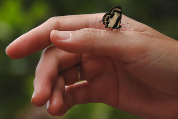 Close up of a tiny hecabe butterfly perched on a woman's hand showing the concept of wellness,...