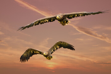 Two European sea eagles flying in a red dramatic sky. Birds of prey in flight. Flying birds of prey during a hunt