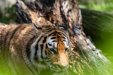 カッコいいトラ