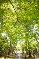 Fototapeta premium Buddhist temple in early summer