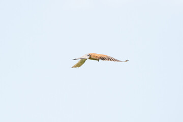 A detailed Kestrel floats against a beautiful blue sky with white clouds, The bird of prey is on...