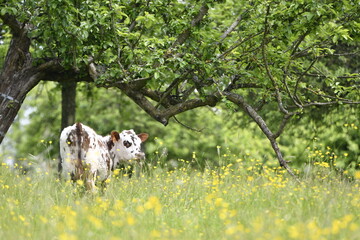 Vache normande