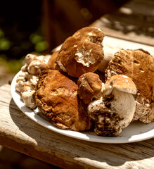 Tray of Boletus Mushrooms on a wooden table