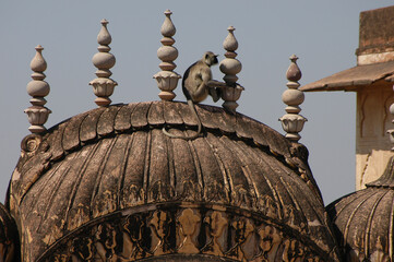 Mono sobre una de las cúpulas del fuerte de Nahargarh en Jaipur capital de Rajastán, India