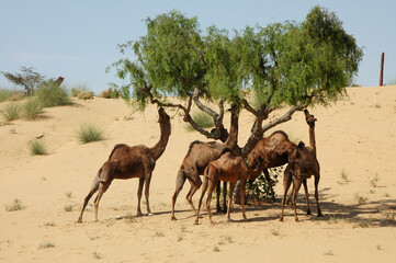 Dromedarios alrededor de una acacia en el desierto de Rajastán en India