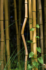 Tige tordue dans une forêt de bambous