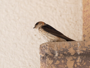 コシアカツバメ