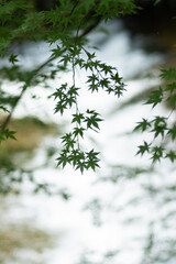 Green maple with the river in the background