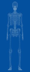 Human skeleton. Vector - obrazy, fototapety, plakaty