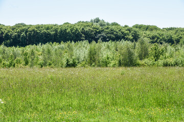 Summer field with wild flowers growing in the the background