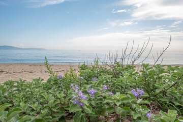 Fototapeta na wymiar Plants against the background of the sea
