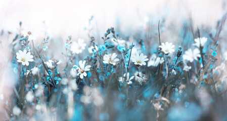 Misty morning in the meadow soft flowers background