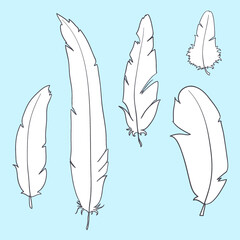 Vector feathers background