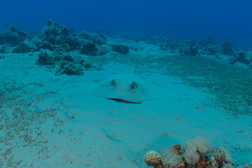 Blue-spotted stingray On the seabed  in the Red Sea
