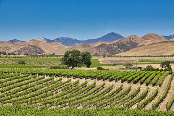 Exploring ranchlands and vineyards along Happy Canyon Trail in Santa Ynez California