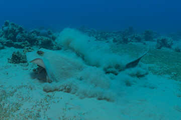 Blue-spotted stingray On the seabed  in the Red Sea
