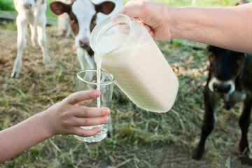 milk is poured from a jug into a glass held by children's hands against the backdrop of the countryside with cow calves