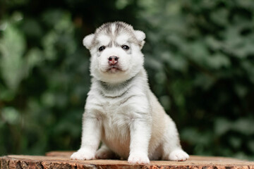 One Little cute puppy of Siberian husky dog outdoors
