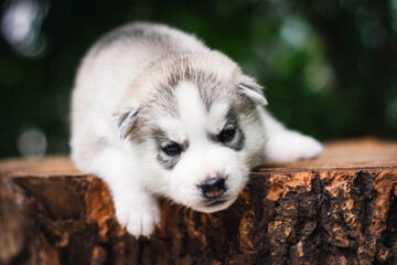 One Little cute puppy of Siberian husky dog outdoors
